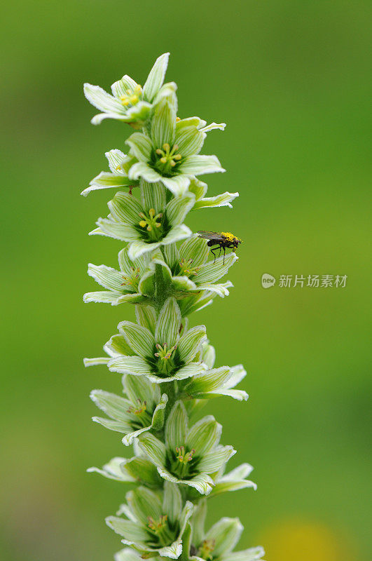 假Helleborine (Veratrum专辑)- wei223;e Germer